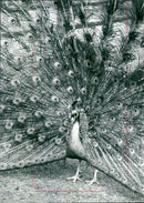 Peacock from Frankfurt Zoo - Vintage Photograph