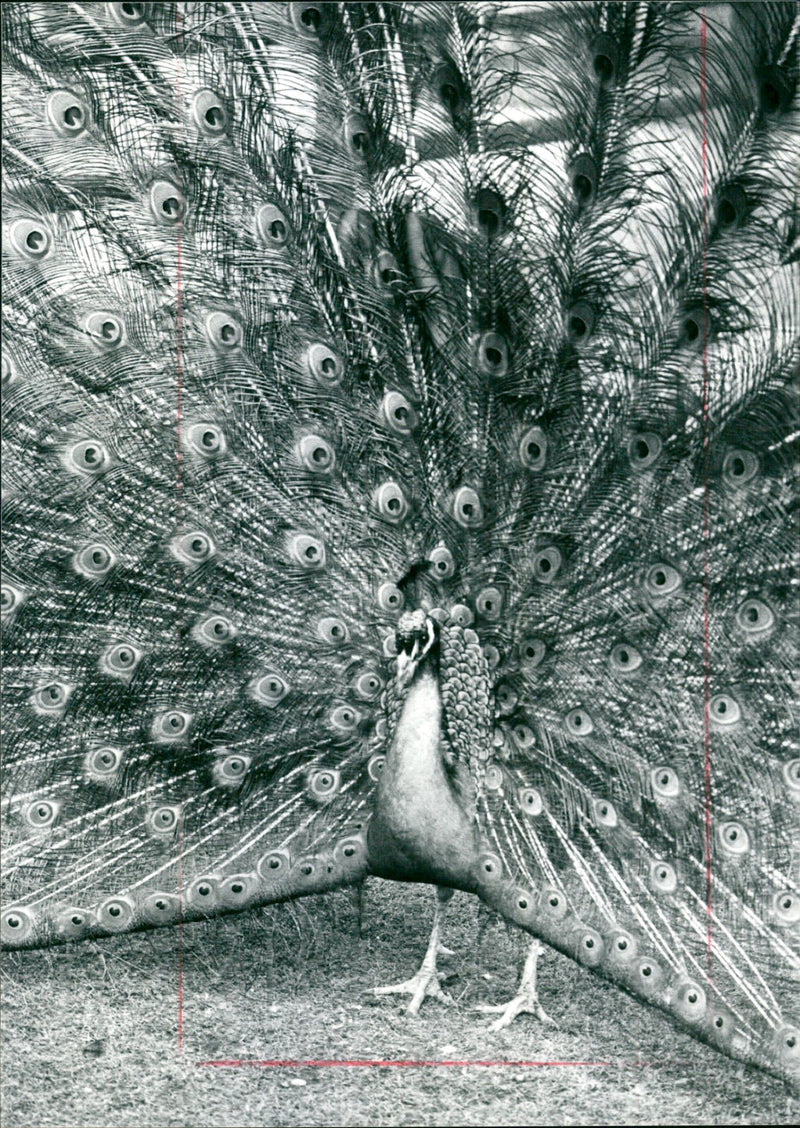 Peacock from Frankfurt Zoo - Vintage Photograph