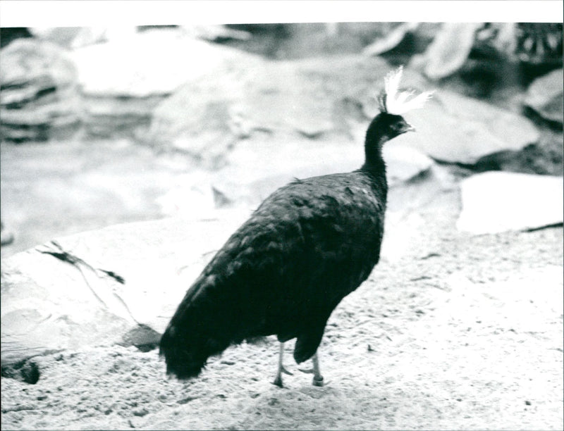 Peacock from Frankfurt Zoo - Vintage Photograph