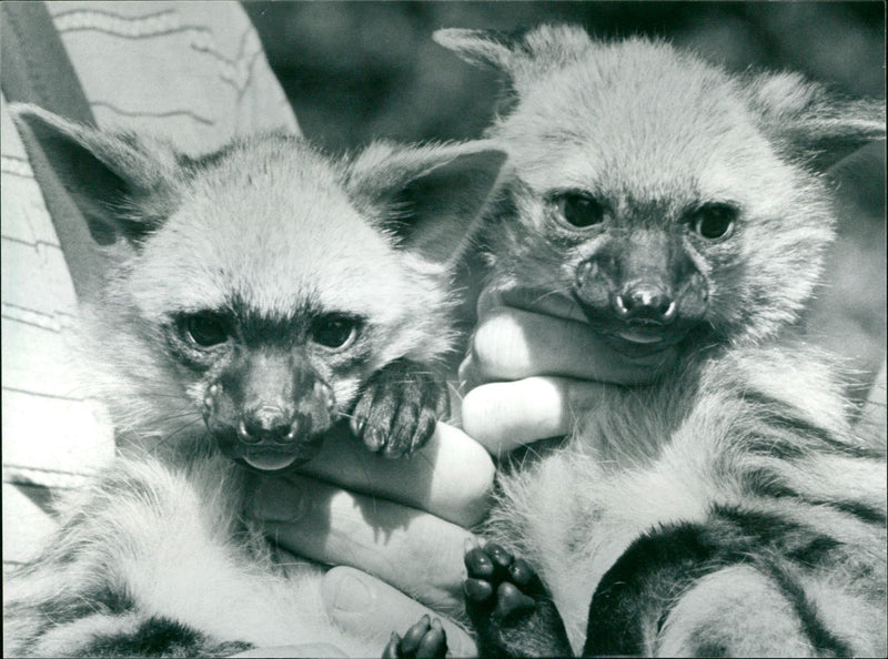 1985 ANIMALS EARTHWOLF FRANKFURT ZOO HAS SUCCEEDED STRIKING THESE AFRICAN - Vintage Photograph