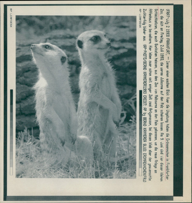 1993 DMANNCHEN OVEN THESE SMALL CREAMY CATS WHICH - Vintage Photograph