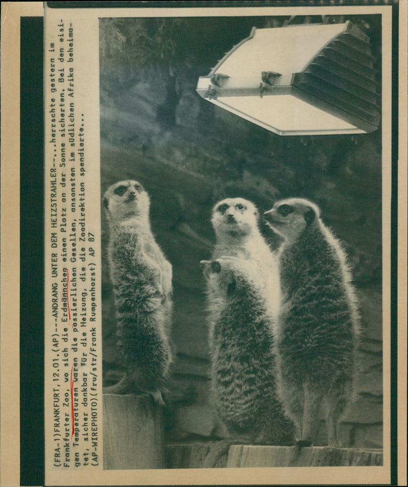 ANIMALS GRAIN MAN ANDRANG RULED YESTERDAY FRANKFURT ZOO WHERE - Vintage Photograph