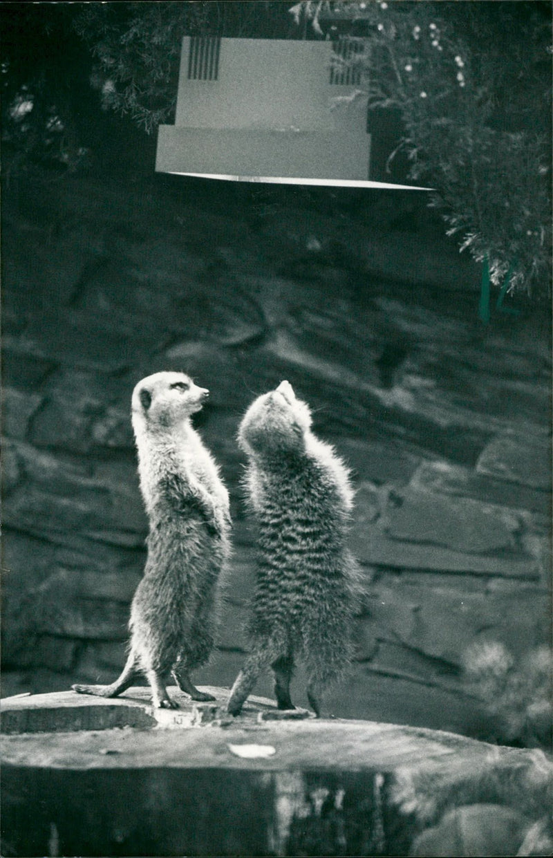 ANIMALS ERDMANNCHEN FRANKFURT ZOO NOW HOLIDAYS HOH - Vintage Photograph