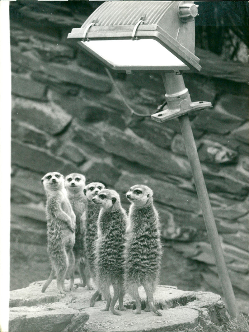 ZOO ANIMALS GRAIN MANS LOOK RELAXED TOWARDS NEXT SUMMER STRONG SPOT PRESS - Vintage Photograph