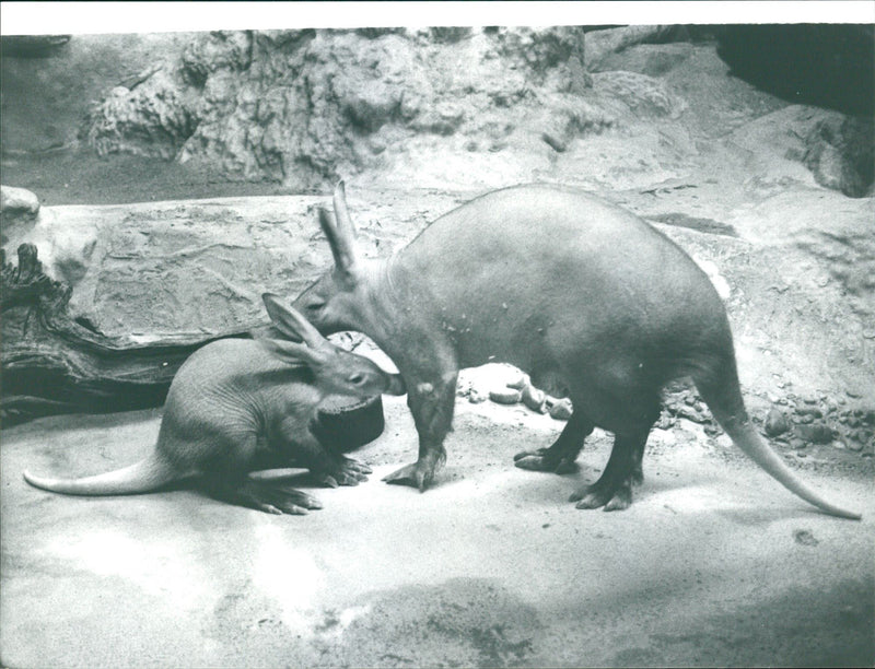 ANIMALS ERDJESHEL ELKEN ELECTRIFYING EARTH PIG ELLY LADY - Vintage Photograph