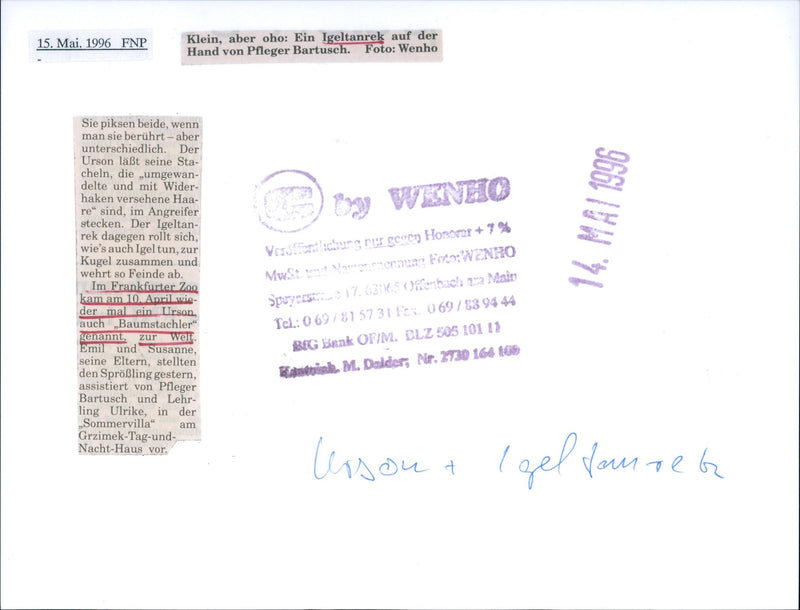 1996 TACHLER IGEL TANREK HAND CAREGIVER BARTUSCH WENHO WEINHO - Vintage Photograph