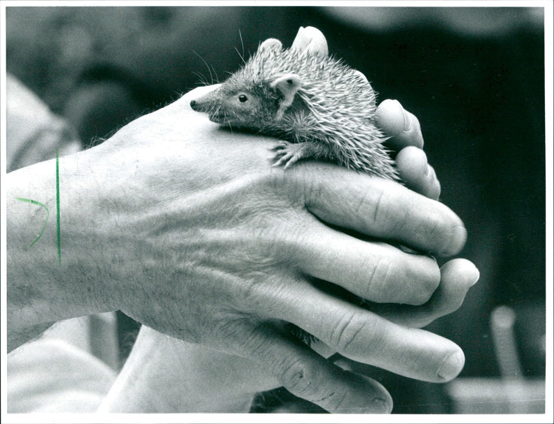 1996 TACHLER IGEL TANREK HAND CAREGIVER BARTUSCH WENHO WEINHO - Vintage Photograph