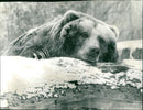 Zoo animals: bear - Vintage Photograph