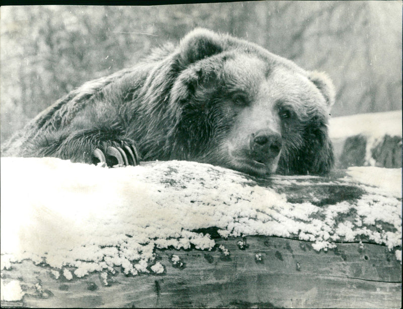 Zoo animals: bear - Vintage Photograph