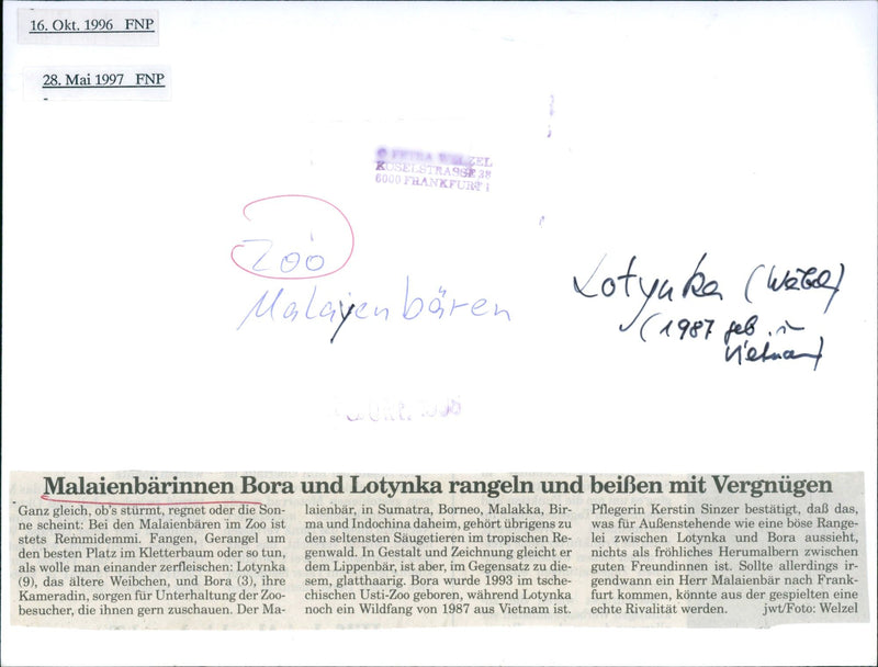 Sun bears - Vintage Photograph