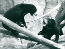 Sun bears - Vintage Photograph