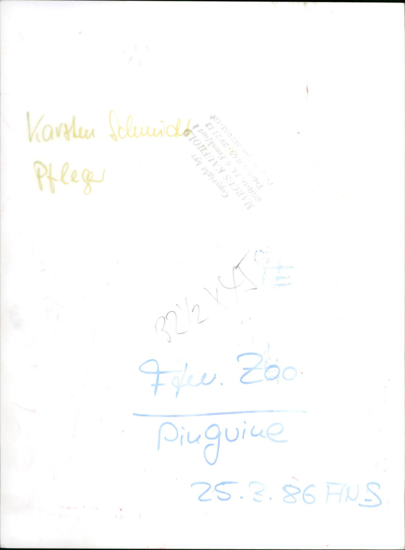 Karsten Schmidt with two penguins - Vintage Photograph