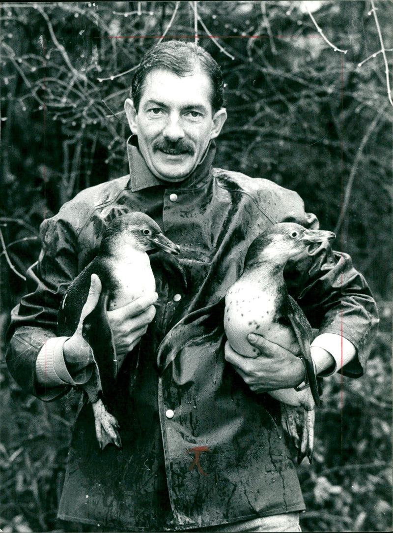 Karsten Schmidt with two penguins - Vintage Photograph