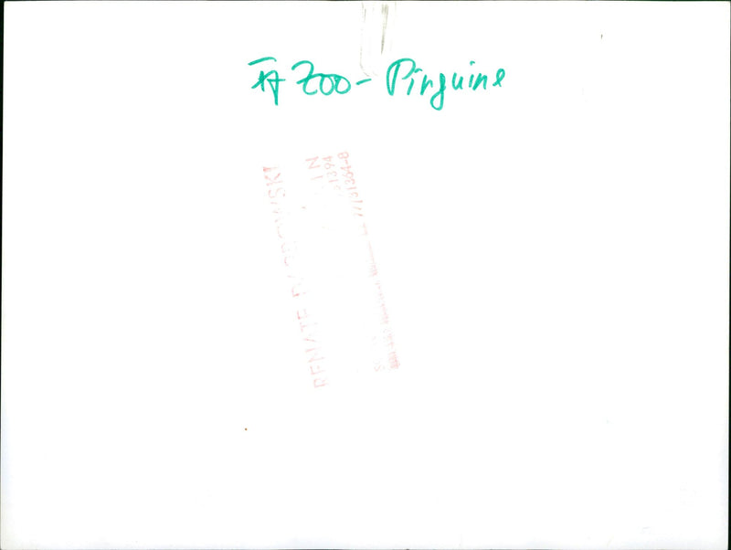 Penguins - Vintage Photograph