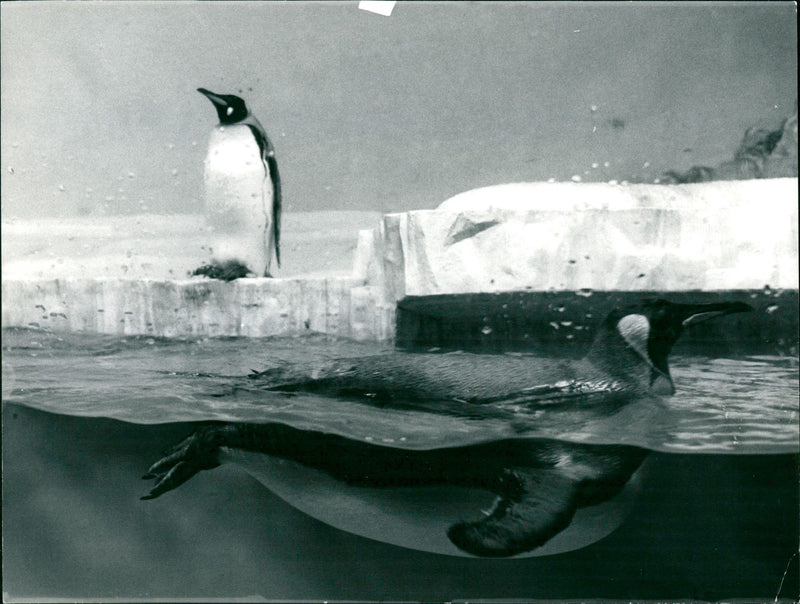 Penguins - Vintage Photograph