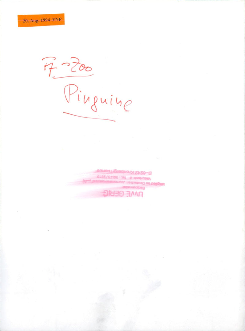 penguin - Vintage Photograph