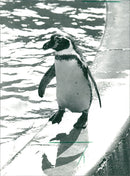 penguin - Vintage Photograph