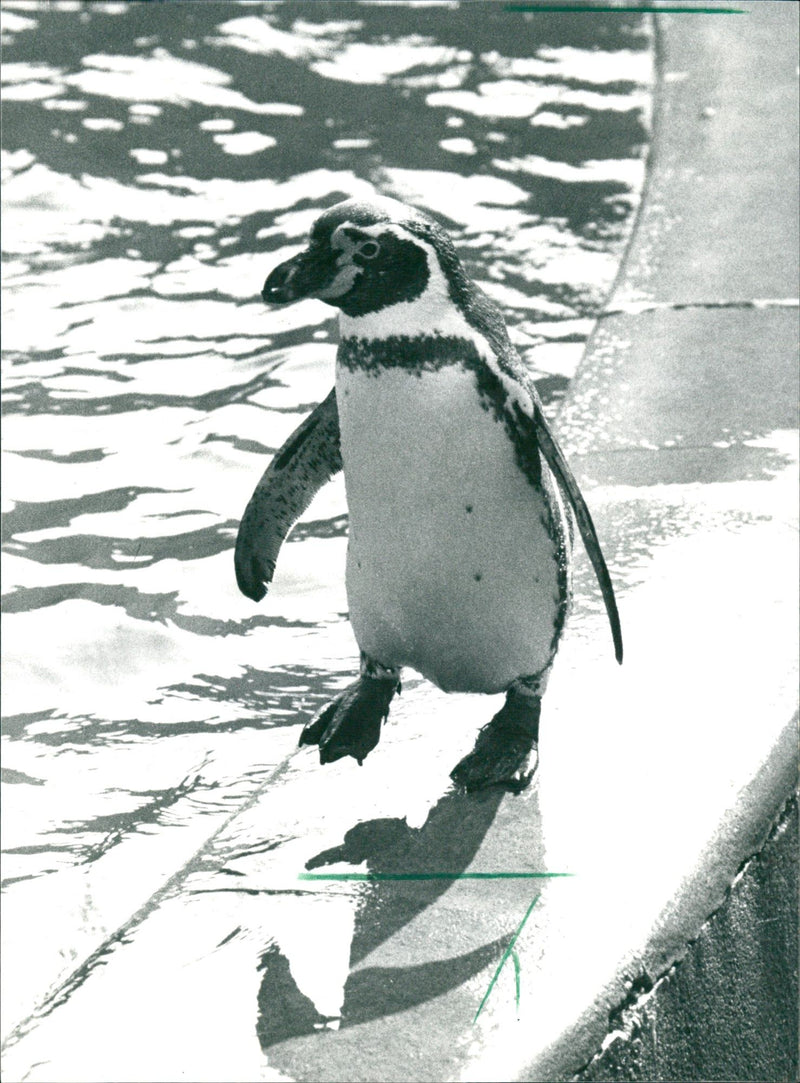penguin - Vintage Photograph