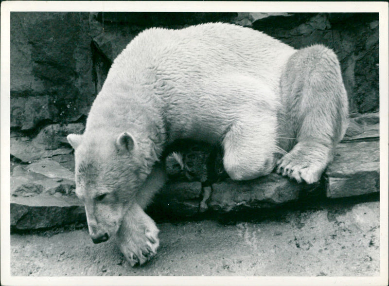 1972 ANIMALS BAREN ICE BAREN ZOO LOCATED ZPOLOGISCHER GAR - Vintage Photograph