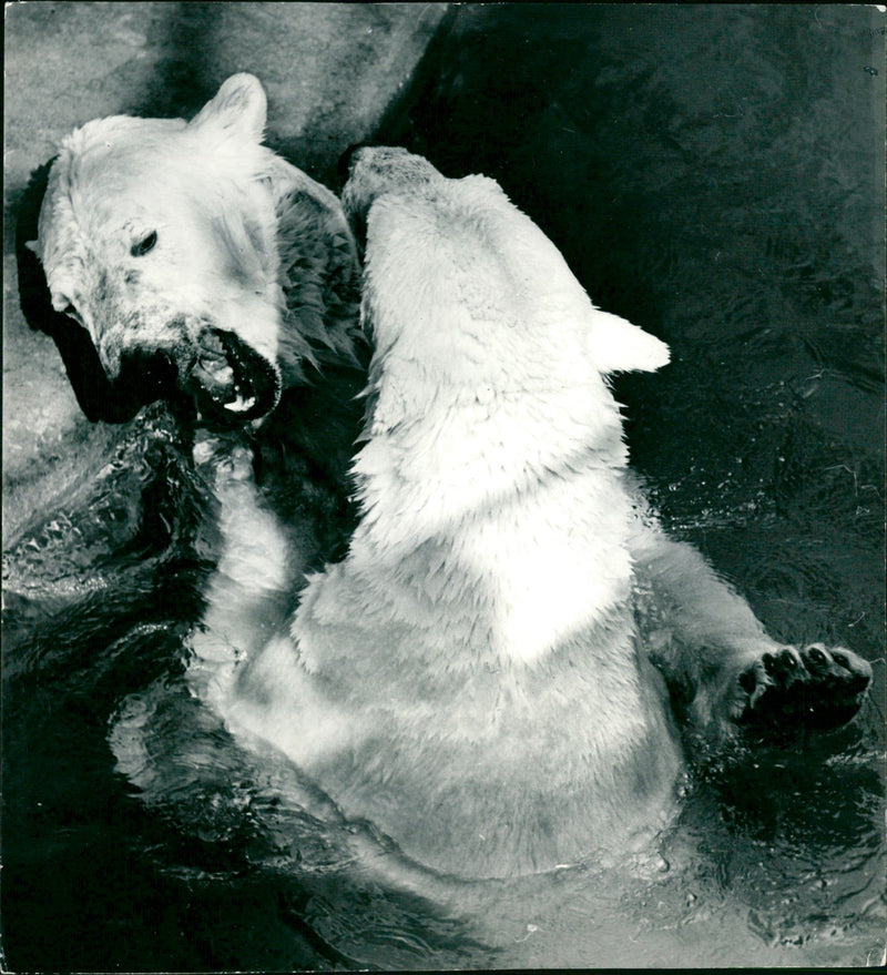 ANIMALS ICE BAREN ZOO FFM ESTOS MIL DAUGHTER NOWAJE - Vintage Photograph