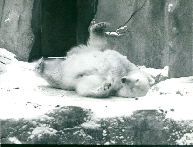 1986 ANIALS BAREN EISBAREN TEL STADTSPARK HANAU GROSSE - Vintage Photograph