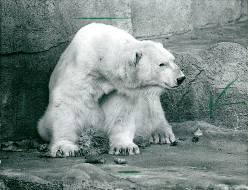 ANIMALS FUPIS FLUE ZOO ICEBAR SHOWER OST MICK - Vintage Photograph