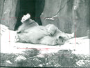 1987 ROQS PUBLISHED ANIS ZOO TEL STADTSPAR BIG - Vintage Photograph