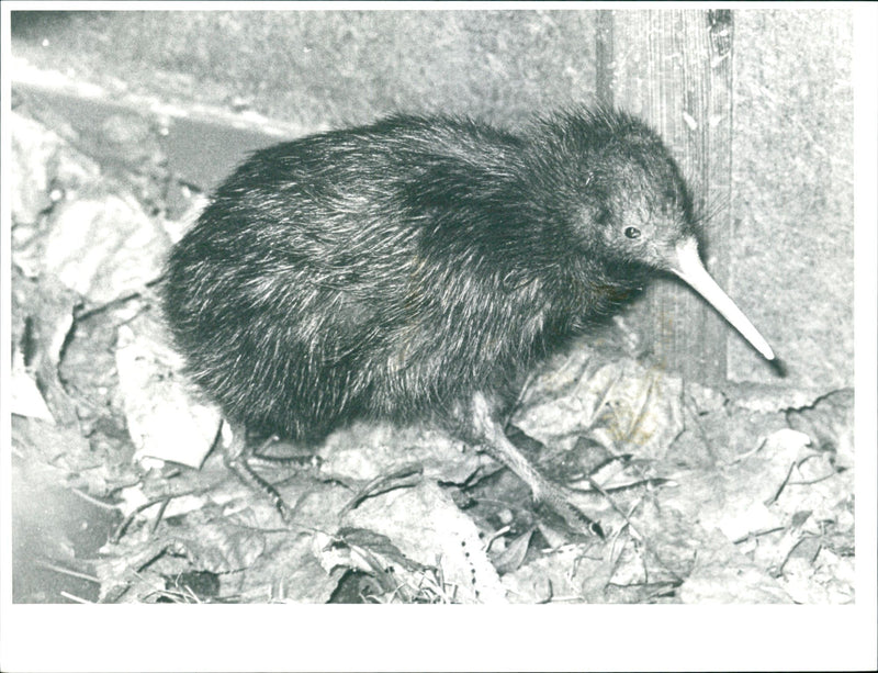 1987 KIWI BIRD TREN ZOO ANIMALS JURGEN BUGL - Vintage Photograph