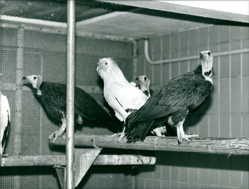 1999 ANIMALS VULTURES PETER MULLER - Vintage Photograph