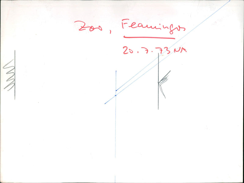 Flamingos - zoo animals - Vintage Photograph