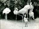 Flamingos - zoo animals - Vintage Photograph