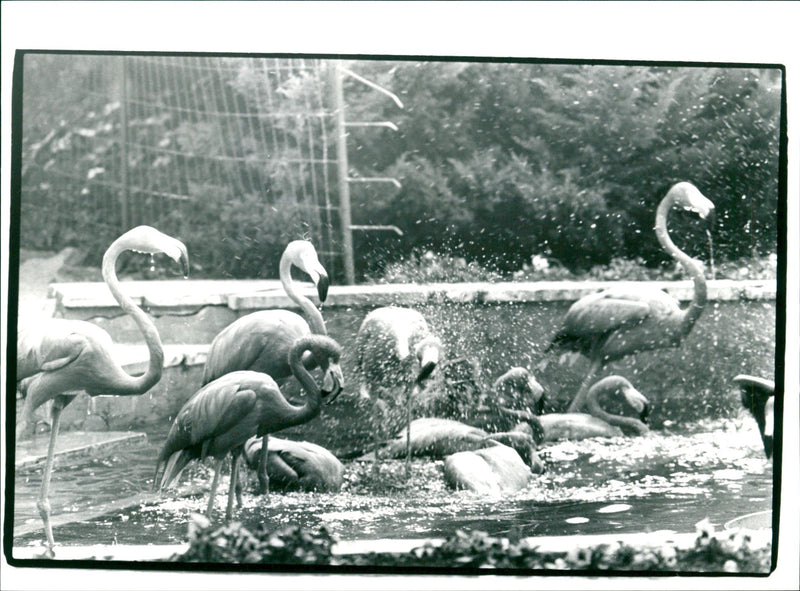 Flamingos - zoo animals - Vintage Photograph