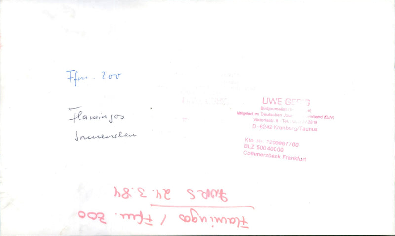 Flamingos - zoo animals - Vintage Photograph