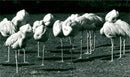 Flamingos - zoo animals - Vintage Photograph