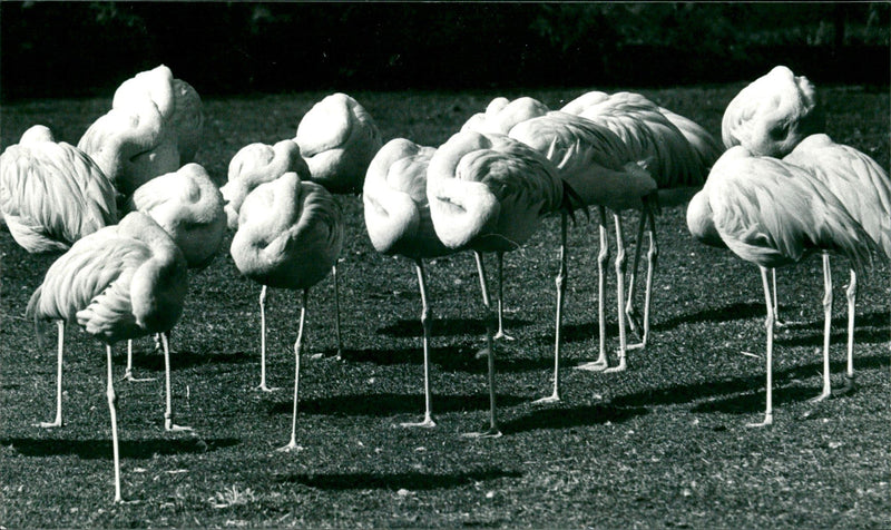 Flamingos - zoo animals - Vintage Photograph