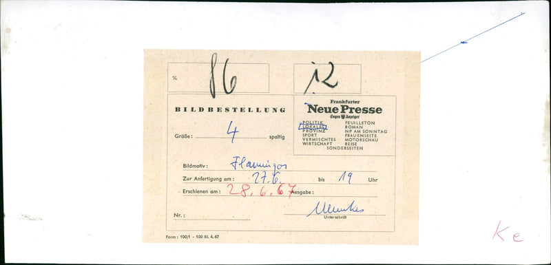 Flamingos - zoo animals - Vintage Photograph