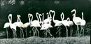 Flamingos - zoo animals - Vintage Photograph