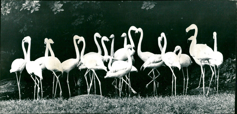 Flamingos - zoo animals - Vintage Photograph