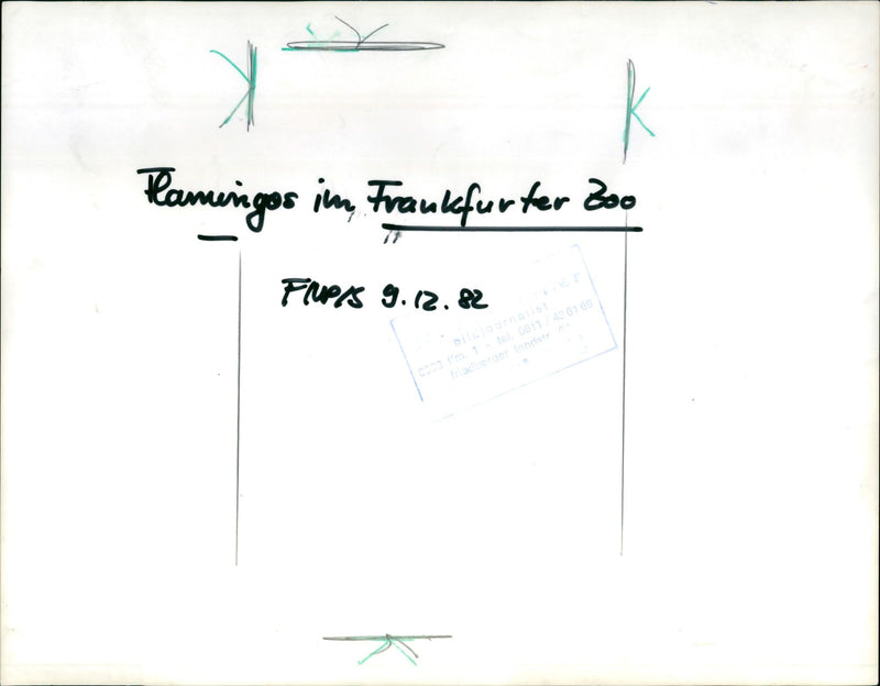 Zoo flamingos - Vintage Photograph