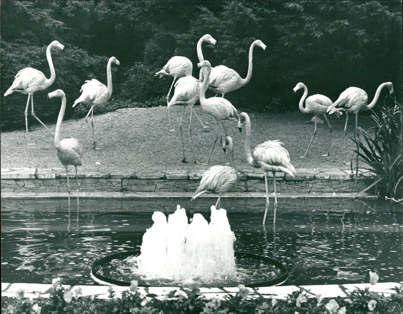 Zoo flamingos - Vintage Photograph