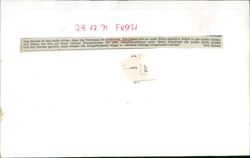 African flamingos - Vintage Photograph