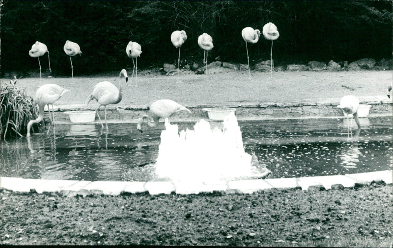 African flamingos - Vintage Photograph
