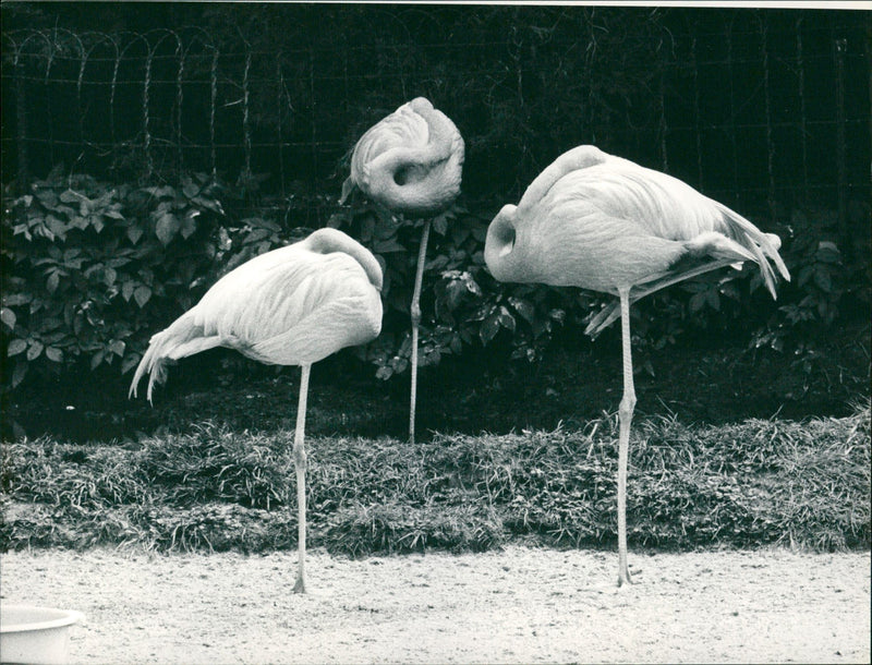 Flamingos - Frankfurt Zoo - Vintage Photograph