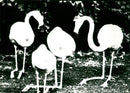 TIEDE GEL FLAMINGOS FFEN SSAN FRANKFURTER BILDB SPLINTERY TAGES ANZEIGER - Vintage Photograph