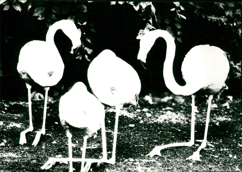 TIEDE GEL FLAMINGOS FFEN SSAN FRANKFURTER BILDB SPLINTERY TAGES ANZEIGER - Vintage Photograph