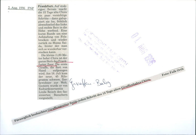 1980 DAY OLD CHIRA WHOLE PRIDE FRANK FURTER ZOO LINDA - Vintage Photograph