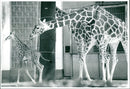 1980 DAY OLD CHIRA WHOLE PRIDE FRANK FURTER ZOO LINDA - Vintage Photograph