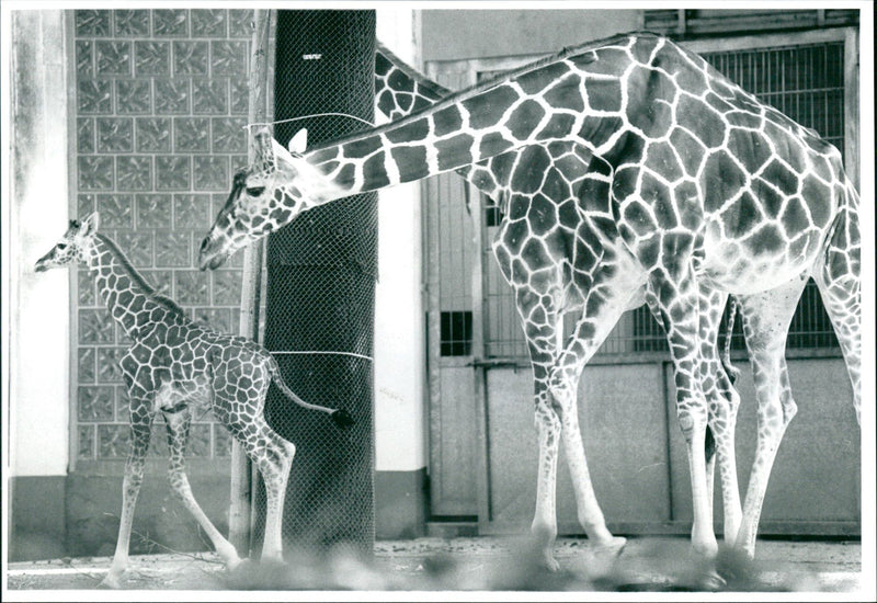 1980 DAY OLD CHIRA WHOLE PRIDE FRANK FURTER ZOO LINDA - Vintage Photograph