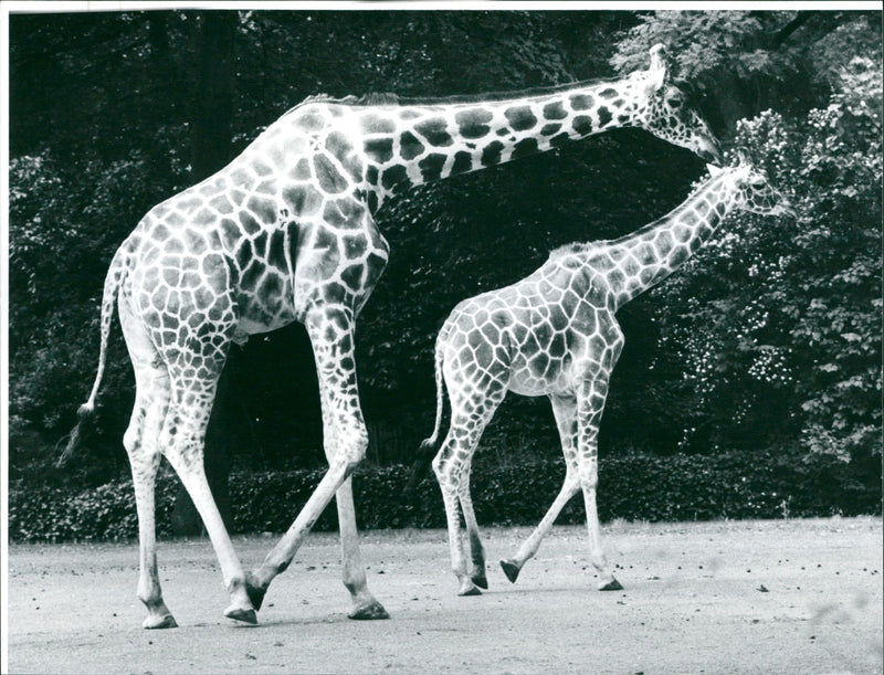 GERD NAHKE SCHEFFELSTRASSE WIESBADEN INRY SURE MONIQUE AND GOAFFERE FLEUM - Vintage Photograph