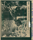 1990 MEET GIRAFFE HER WAITER FRANKFURT ZOO HEN AND - Vintage Photograph